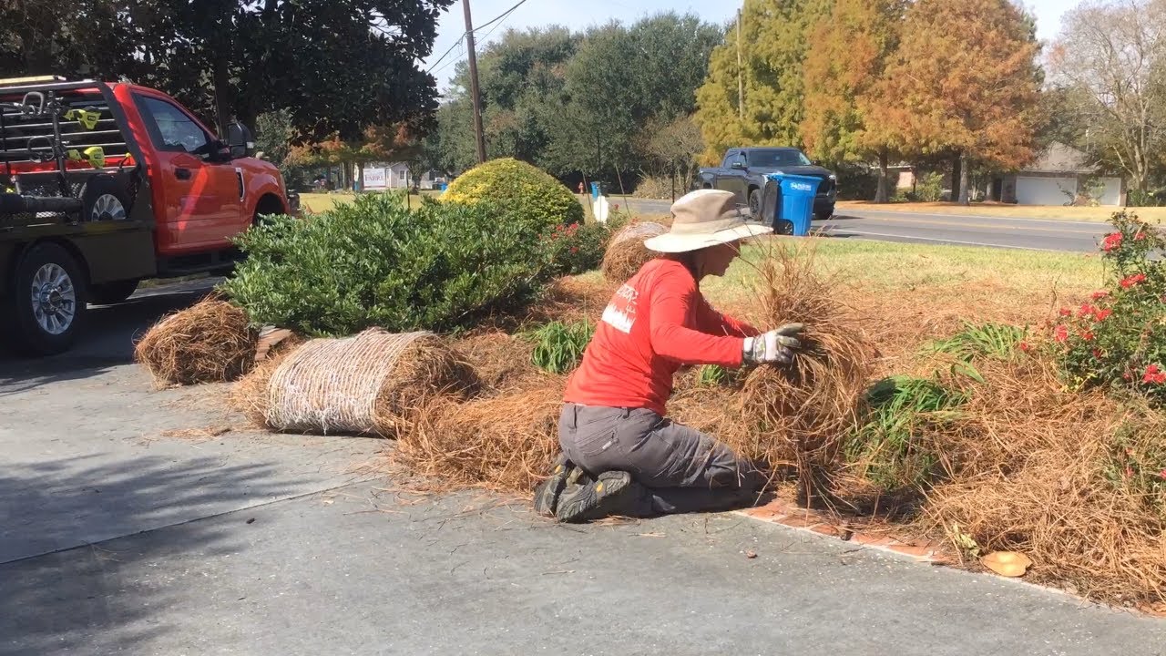 Second Day of Pine Straw Install! How MANY Bales Did it TAKE?