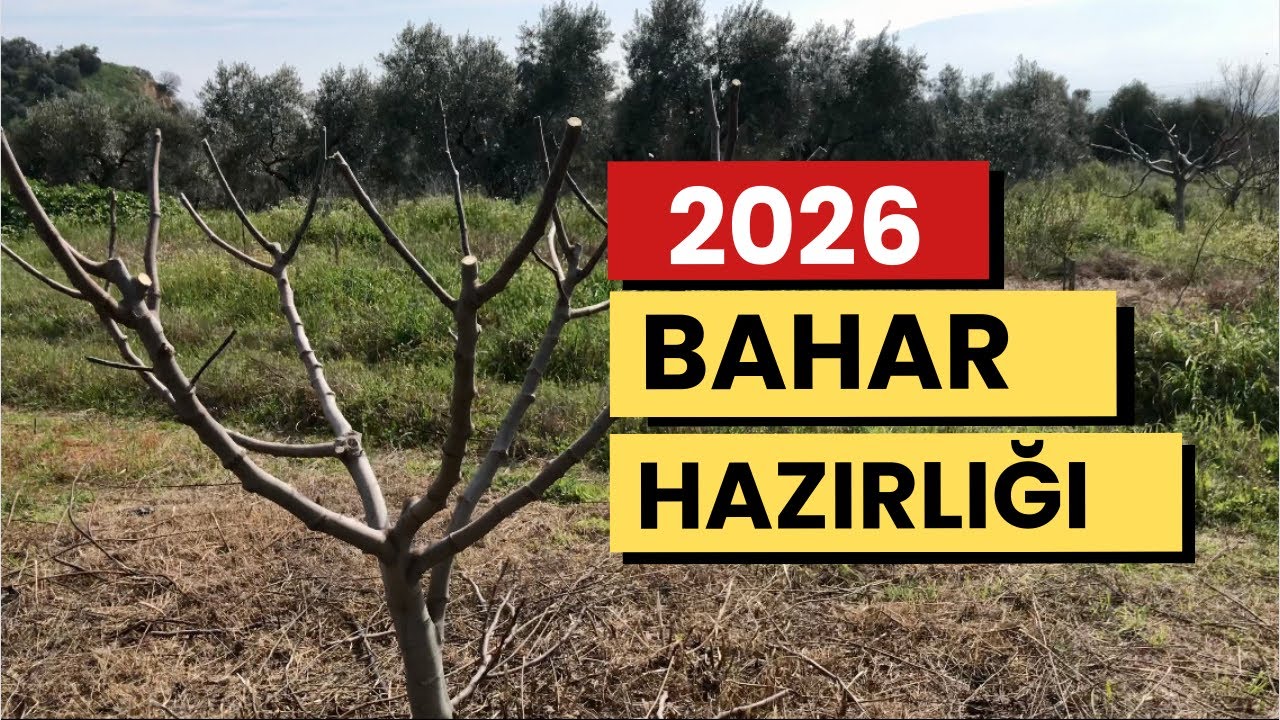 Bahar hazırlıkları, halkalı leke uyarısı 