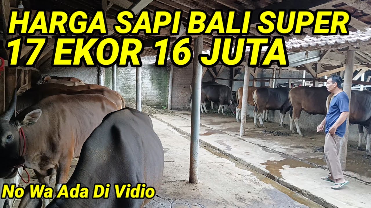 MURAH HARGA SAPI BALI SUPER 17 EKOR 16 JUTA