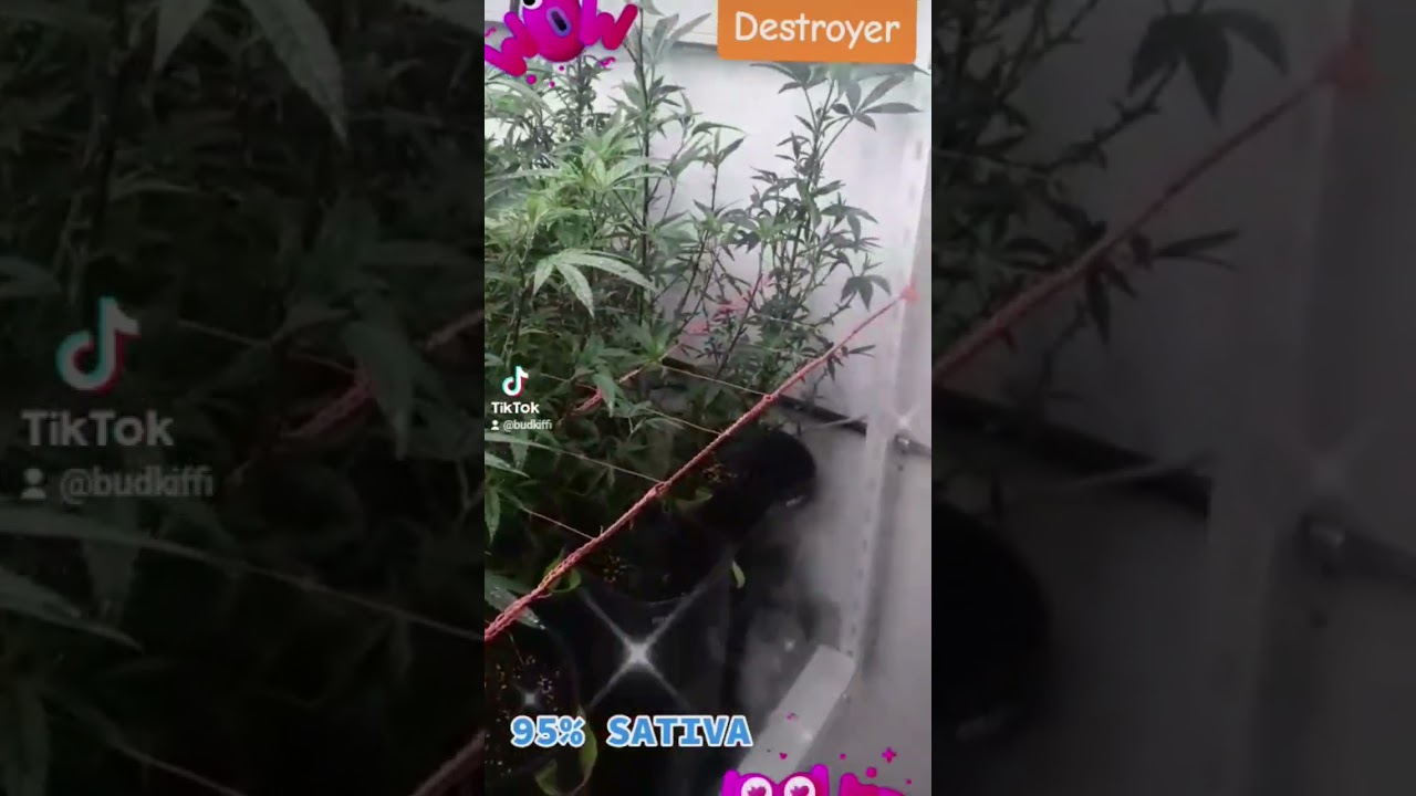 BudKiffi Cultivo ONG / INASE / REPROCAN