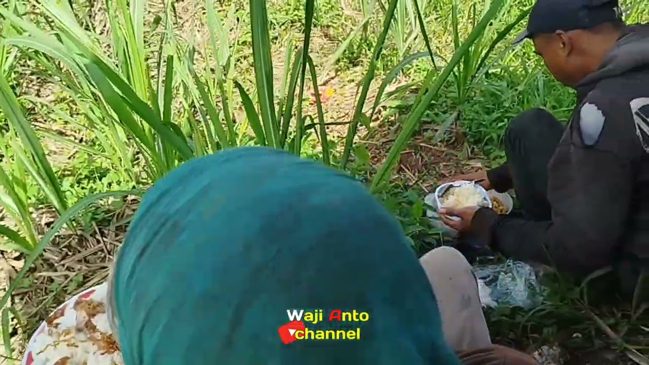 Makan rame rame di kebun tebu sangat seru 