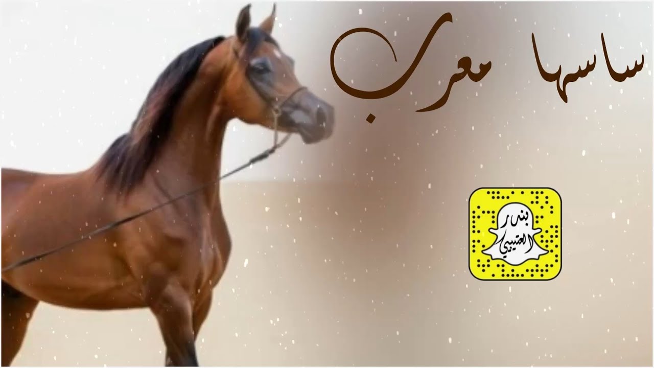 ساسها معرب اداء ماجد الرحيمي 2026 حصرياً