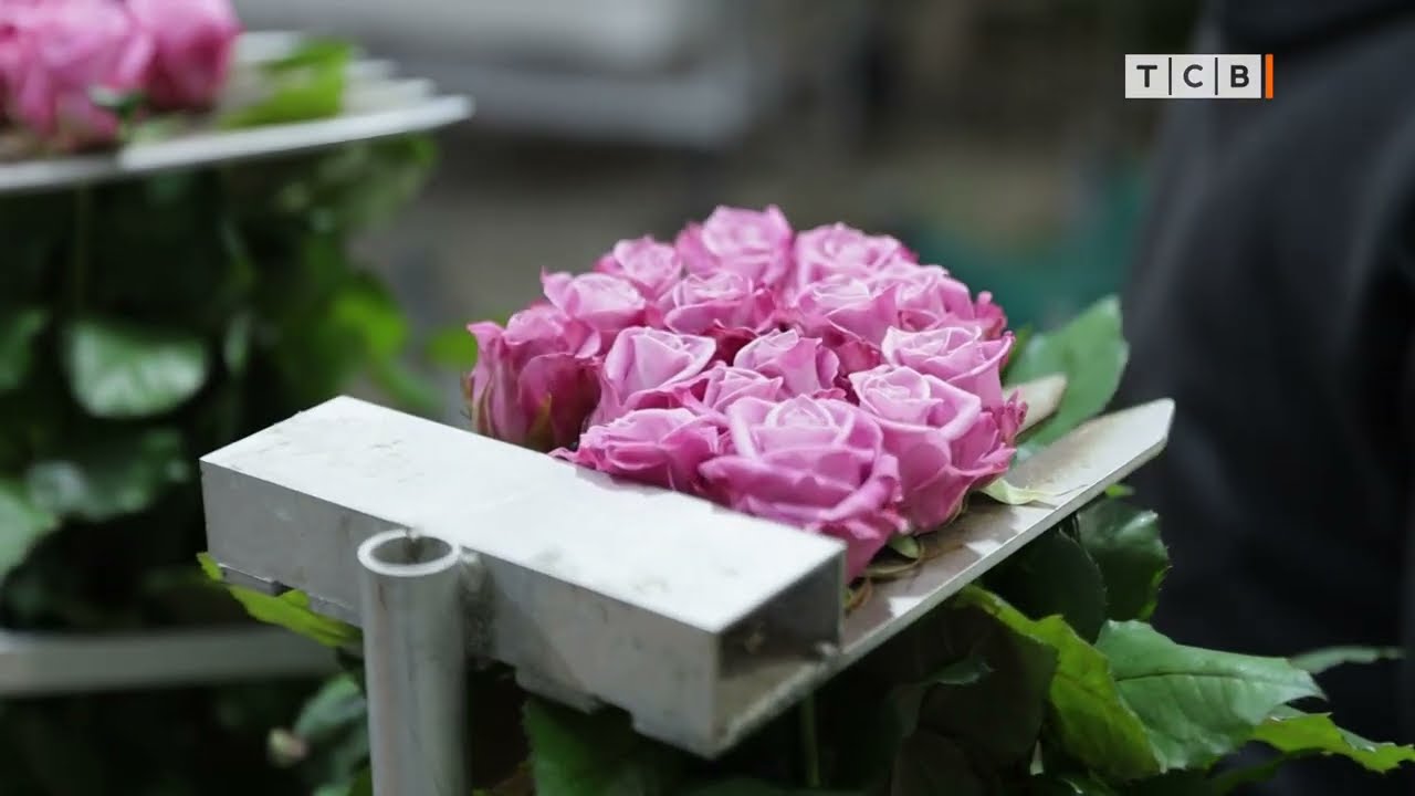 Кошка Барбариска из столичного розария