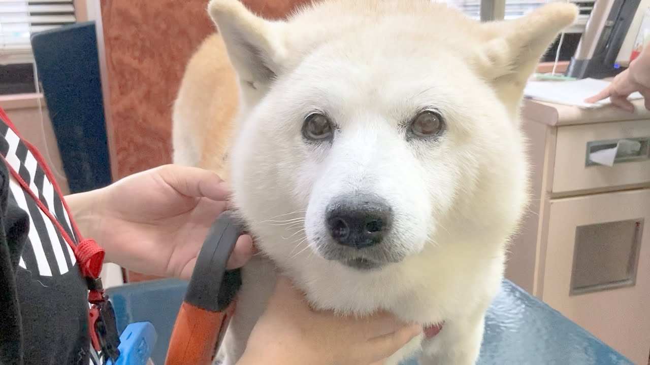 体重がMAX時の半分になってしまった柴犬あいたん。（健康、体調良いです）