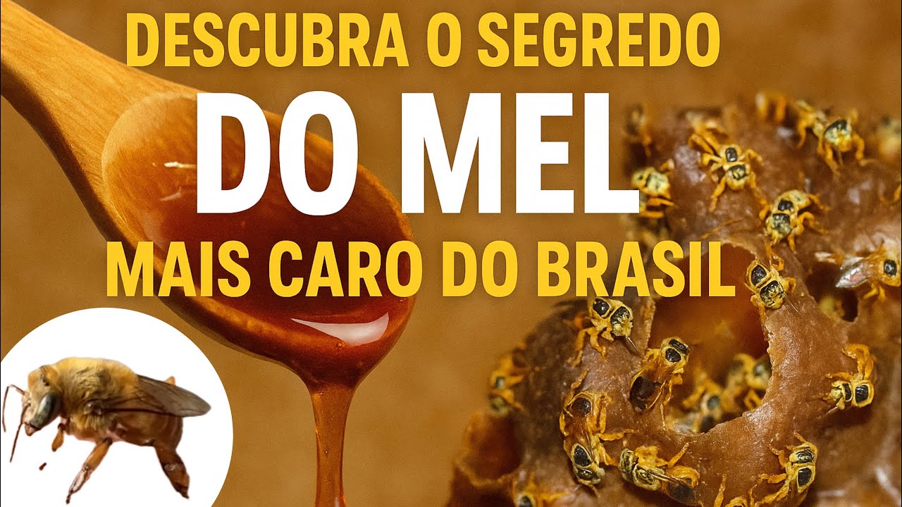 Descubra o Segredo do MEL MAIS CARO do Brasil - Produzido por Abelhas Sem Ferrão!