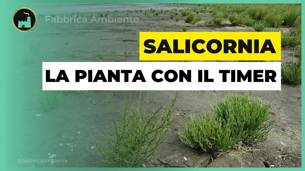 Salicornia, La Pianta Che Funziona 