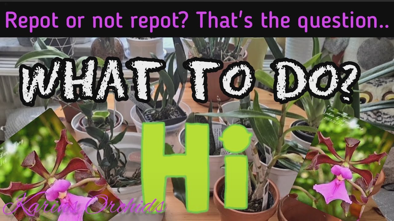 Sorting out my NEW Schwerter orchid haul