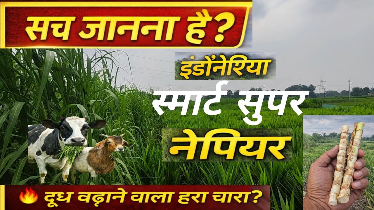 इंडोनेशिया स्मार्ट सुपर नेपियर 🌱 सच में दूध बढ़ाता है? पूरी सच्चाई | Green Fodder