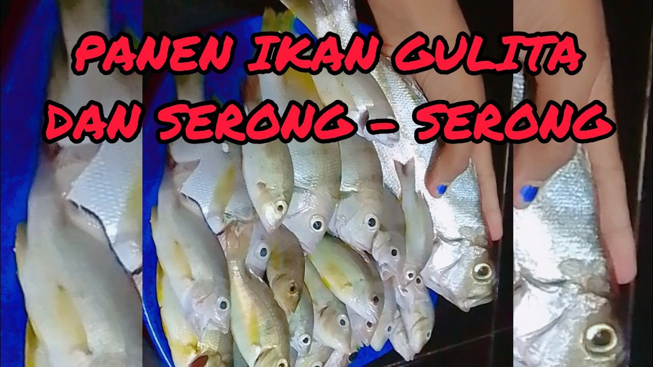 Mancing IKan Gutila ,IKan Serong - Serong . #mancingikan #mancingikankarang #mancingikandilut