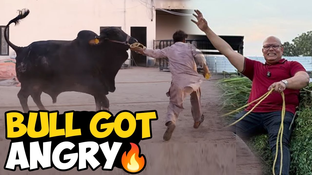 Bull Got Angry 😱 – Humein Hawa Mein Uda Diya! 🐂 | BT Farm Stories