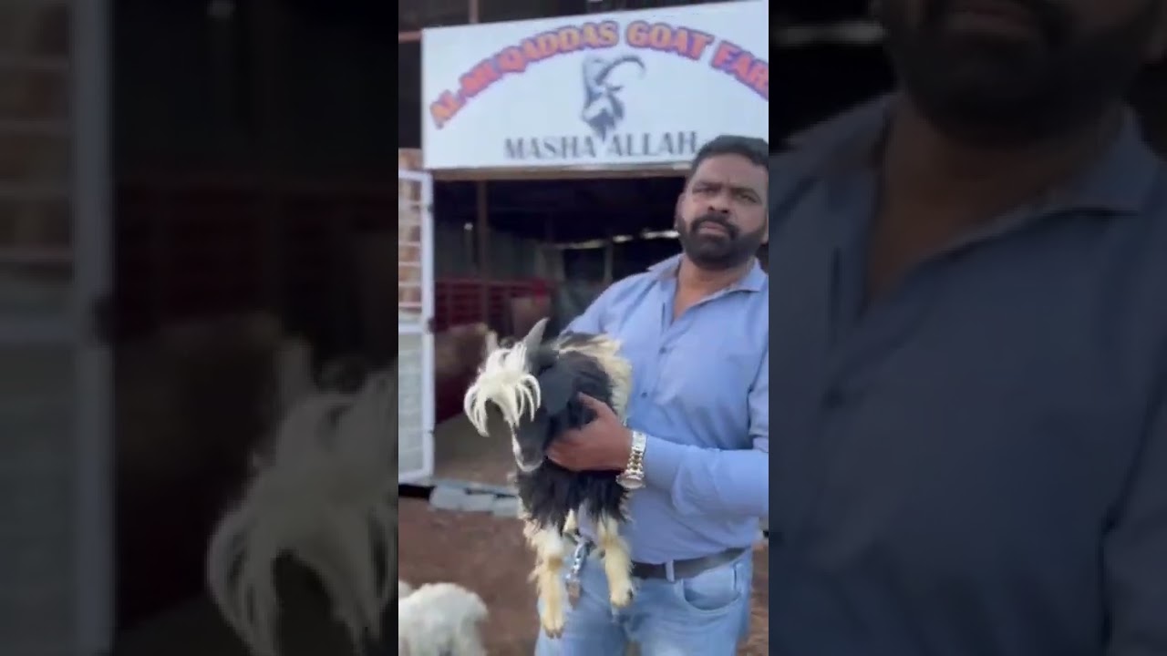 Al muqadass goat farm zing & angoora goats