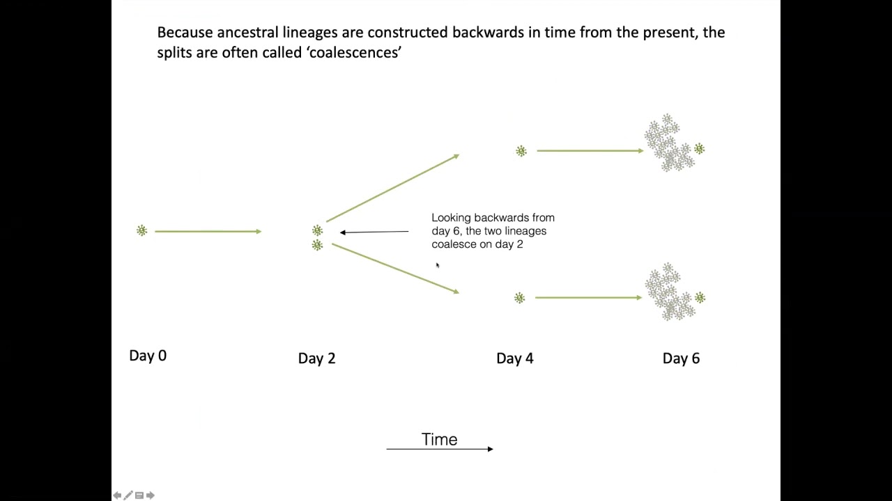 PANGEA webinar: Christophe Fraser - How to interpret a viral phylogeny