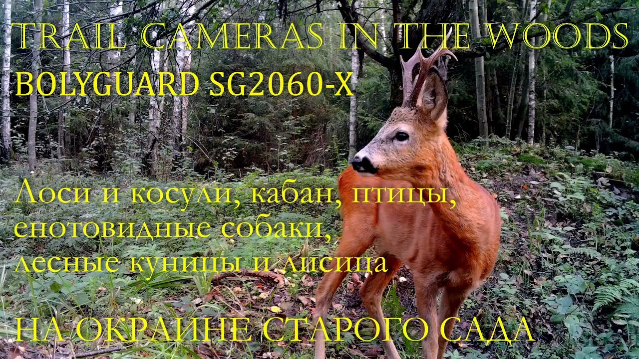 Звери и птицы НА ОКРАИНЕ СТАРОГО САДА