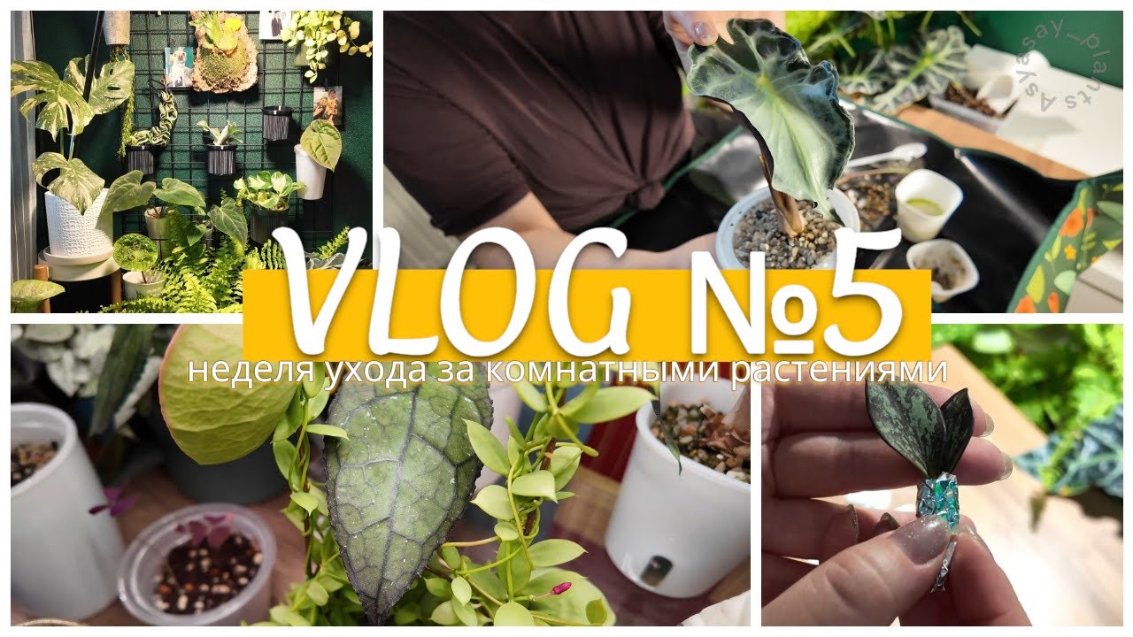 ВЛОГ №5 | Неделя ухода за КОМНАТНЫМИ РАСТЕНИЯМИ