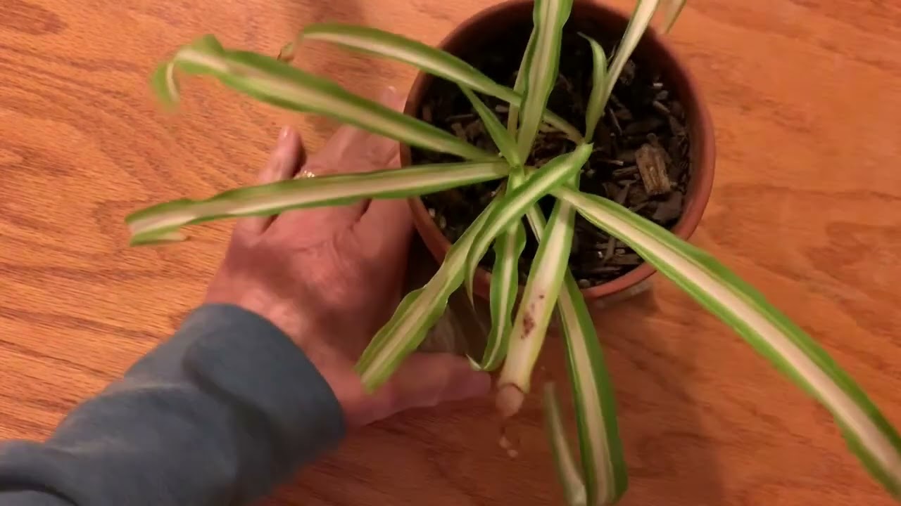Fiskars Micro-Tip Pruning Snips Review | Precision Garden & Houseplant Trimming