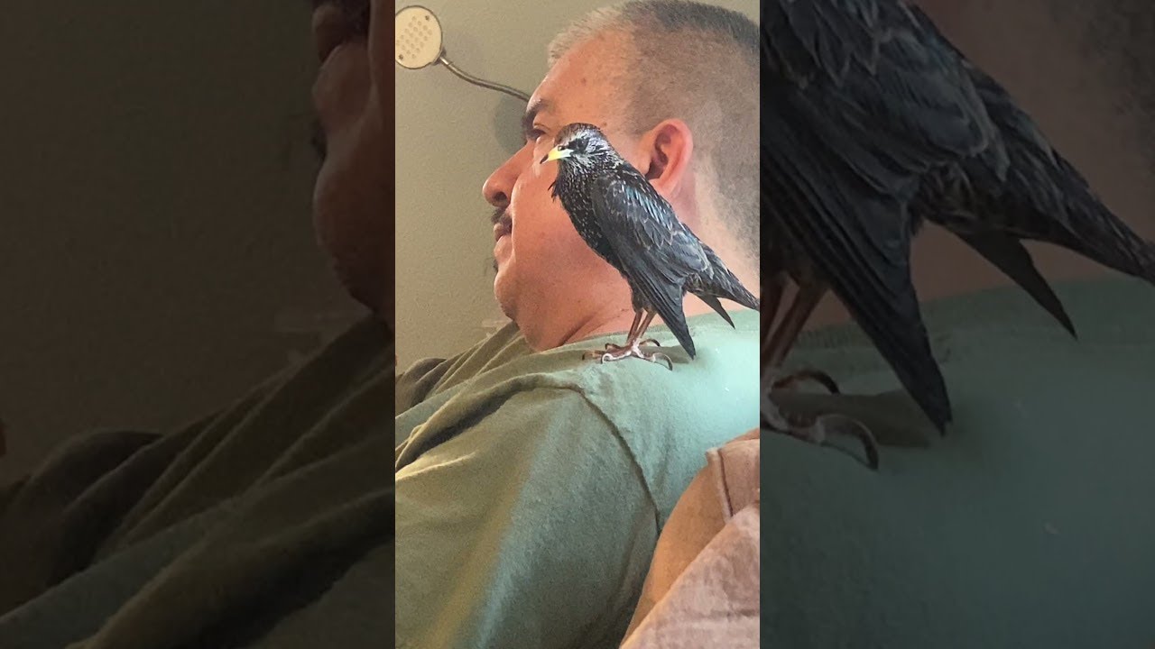 Rescued Starling Learns to Talk || ViralHog