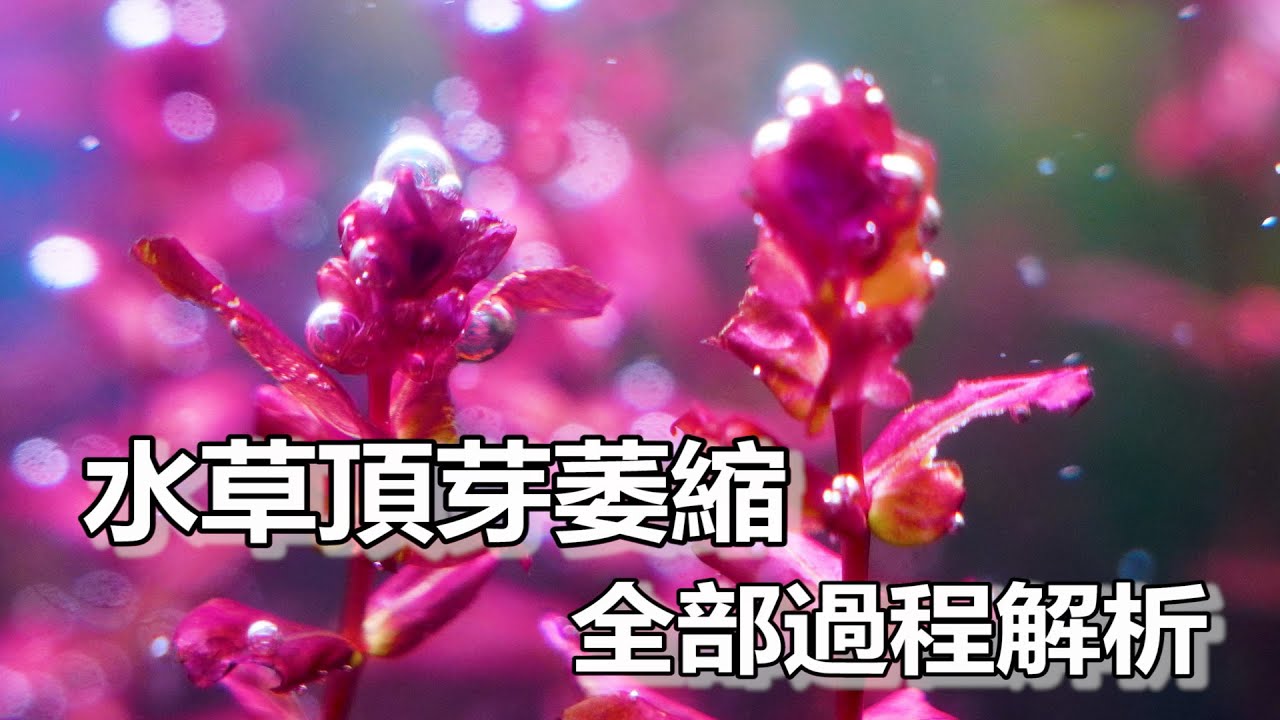 【酒伯】水草忽然縮頂~或是頂芽變小變爛~葉子脫褲子~完整解釋水草生長發生錯誤的來源