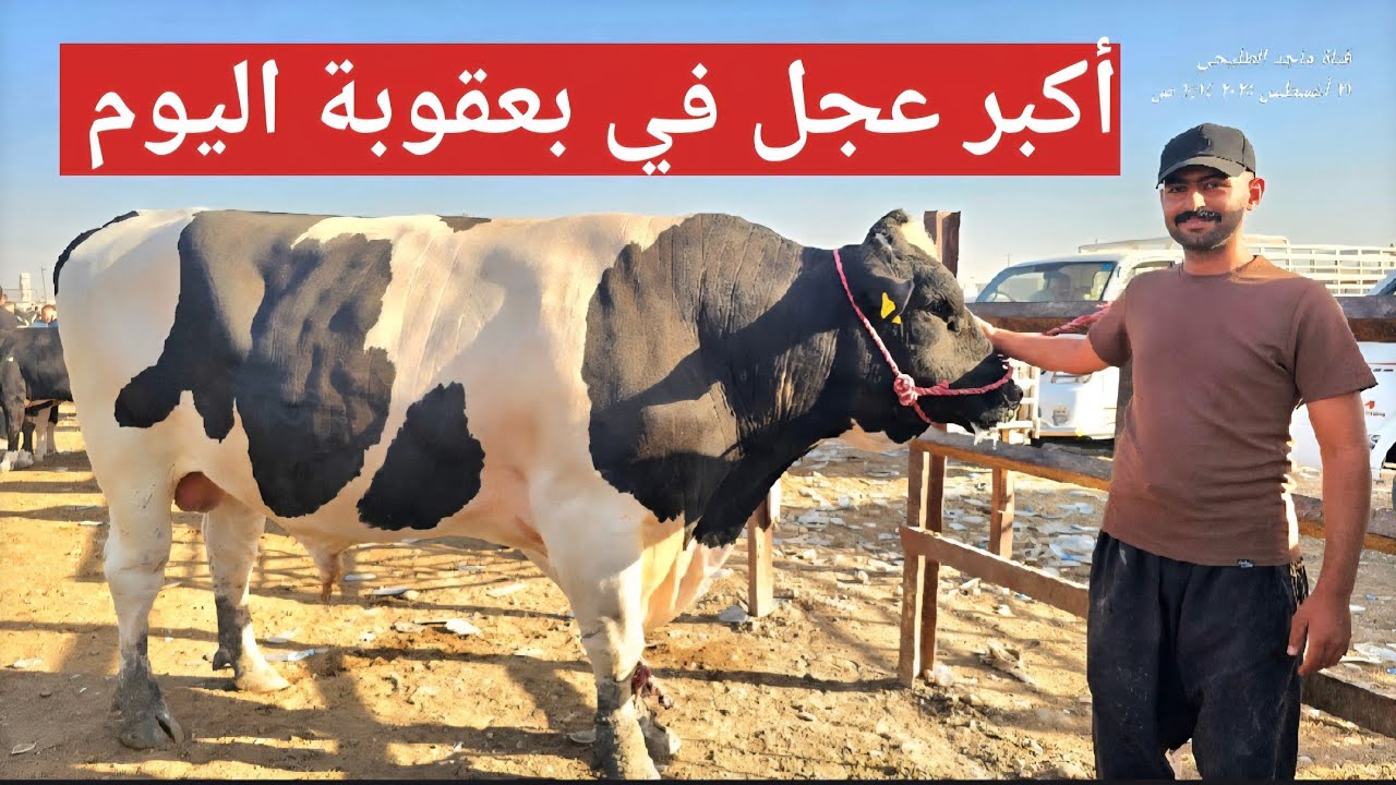 🚩 سوق الأبقار اليوم | عروض قوية وأسعار تتغير بين لحظة وأخرى 🐂💰