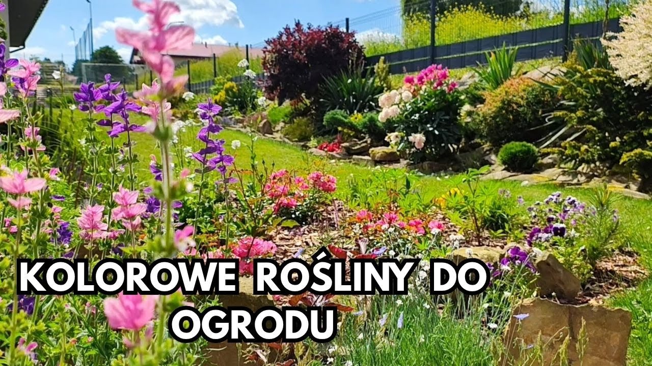 Kwitnące róże, szałwie, przetaczniki i inne – letni spacer po ogrodzie