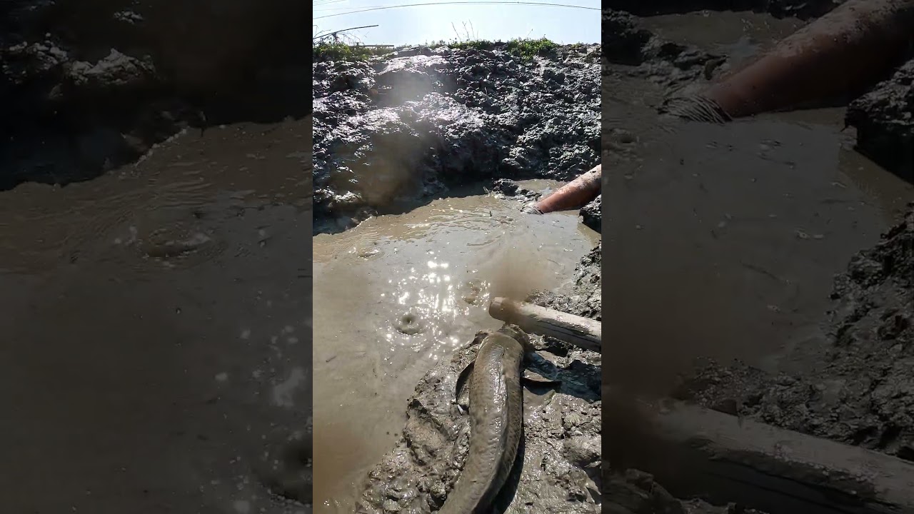 Draining the Whole Pond to Catch Fish! Amazing Village Harvest