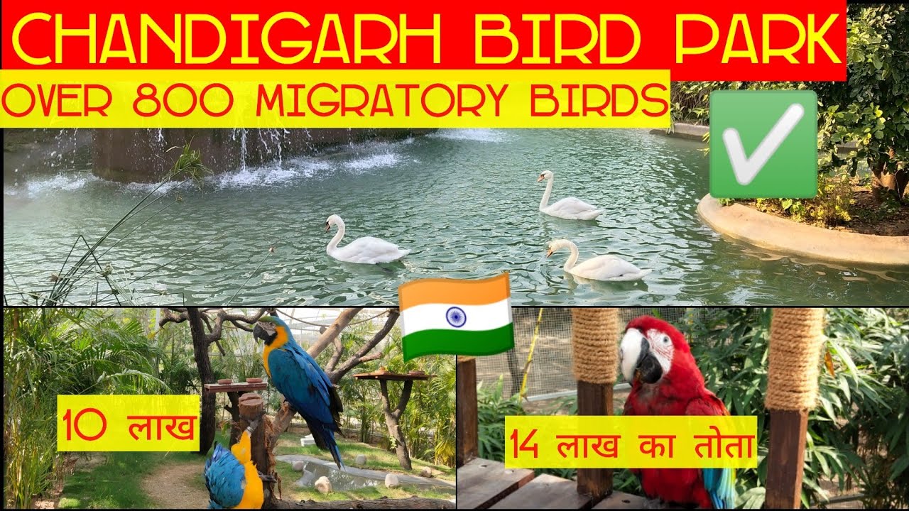 Chandigarh Bird Park near Sukhna Lake- Inaugrated by First lady of India- 800 Species of birds😳😳😳