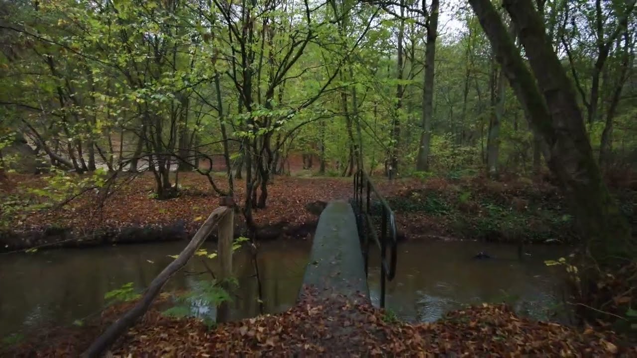 [Autumn Forest Walk] Leudal • rainy day • 4K