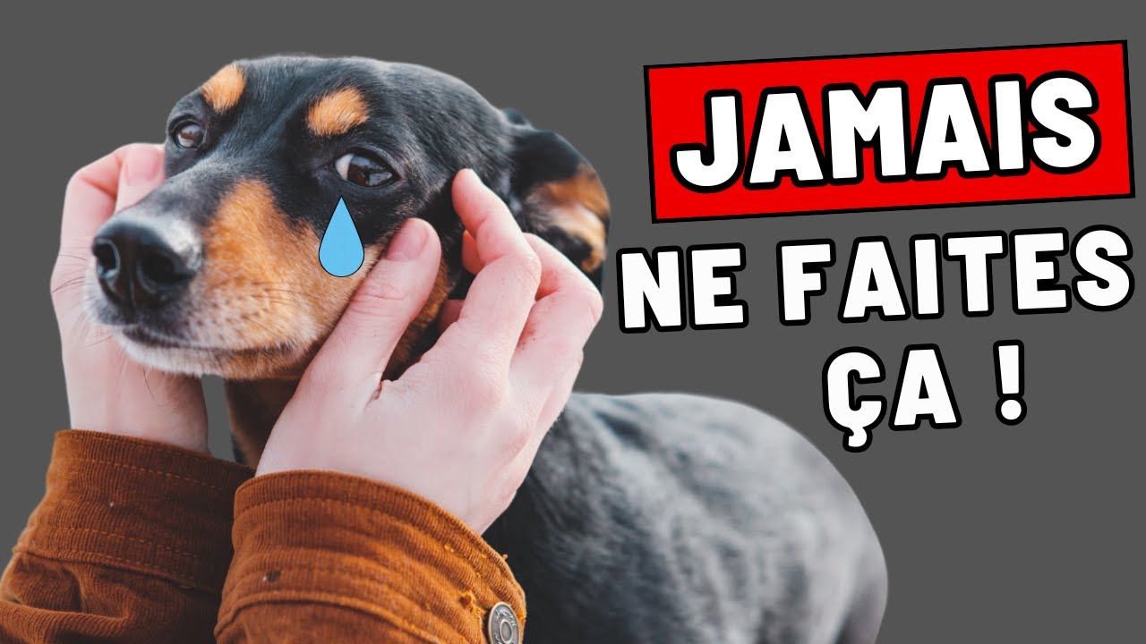 9 choses qu’un chien ne pardonnera JAMAIS