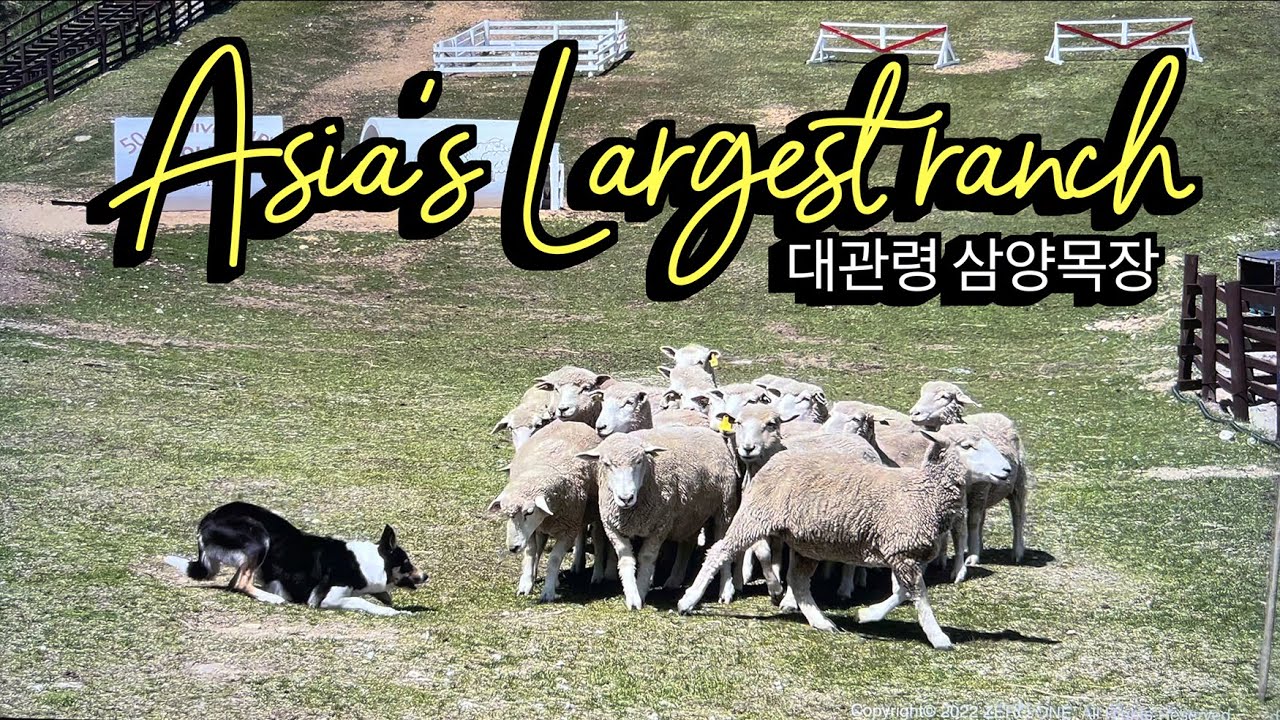 [4K HDR] Korea Travel - A walk around Samyang Ranch, Asia's largest ranch at 1,470m above sea level