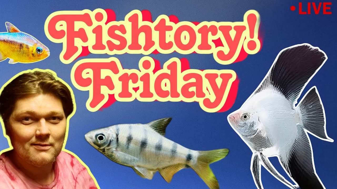 WHY DO FISH _______?! - Friday Free Swim Fishtoty! - LIVE Q&A Open Chat! 