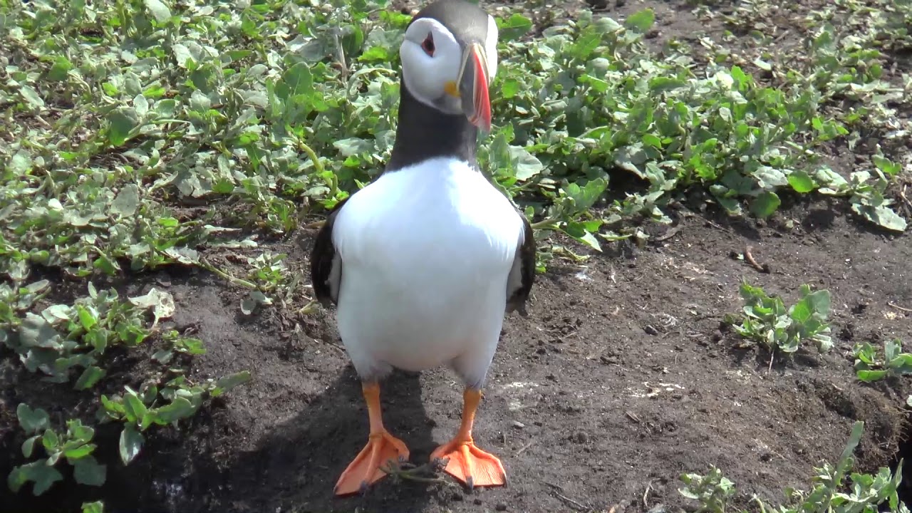 Farne Islands - Paradies der Seev&ouml;gel  ENGLAND 2019