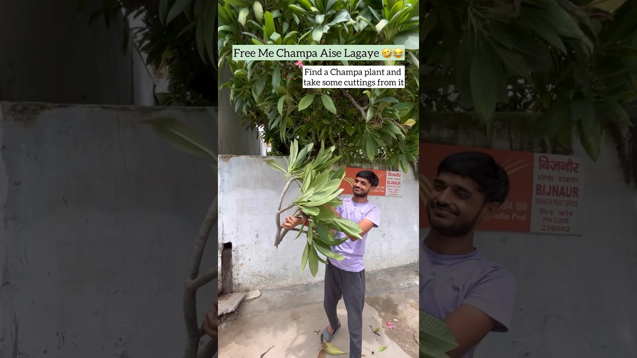 Chalo Free Me Paudha Lagaye #flowers #plants #shorts #youtube