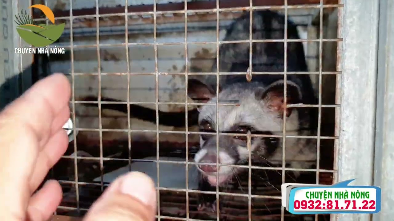 Chồn hương mẹ mãi không lên giống? | Nuôi chồn hương | Chuyện nhà nông 