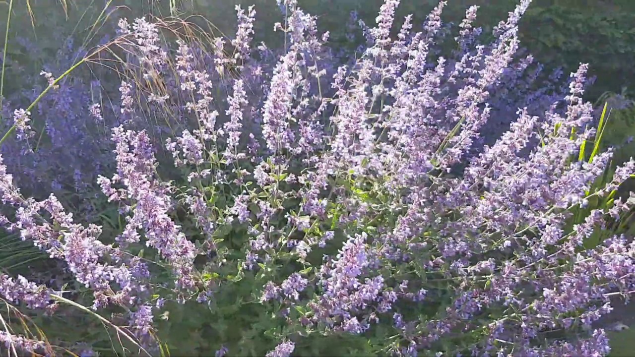 Naturalistyczny ogród projektu Pieta Oudolfa