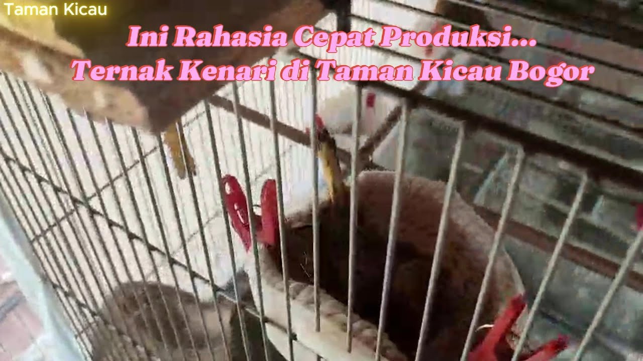 Cara Ternak Burung Kenari untuk Pemula | Mudah & Cepat Berhasil #tamankicau