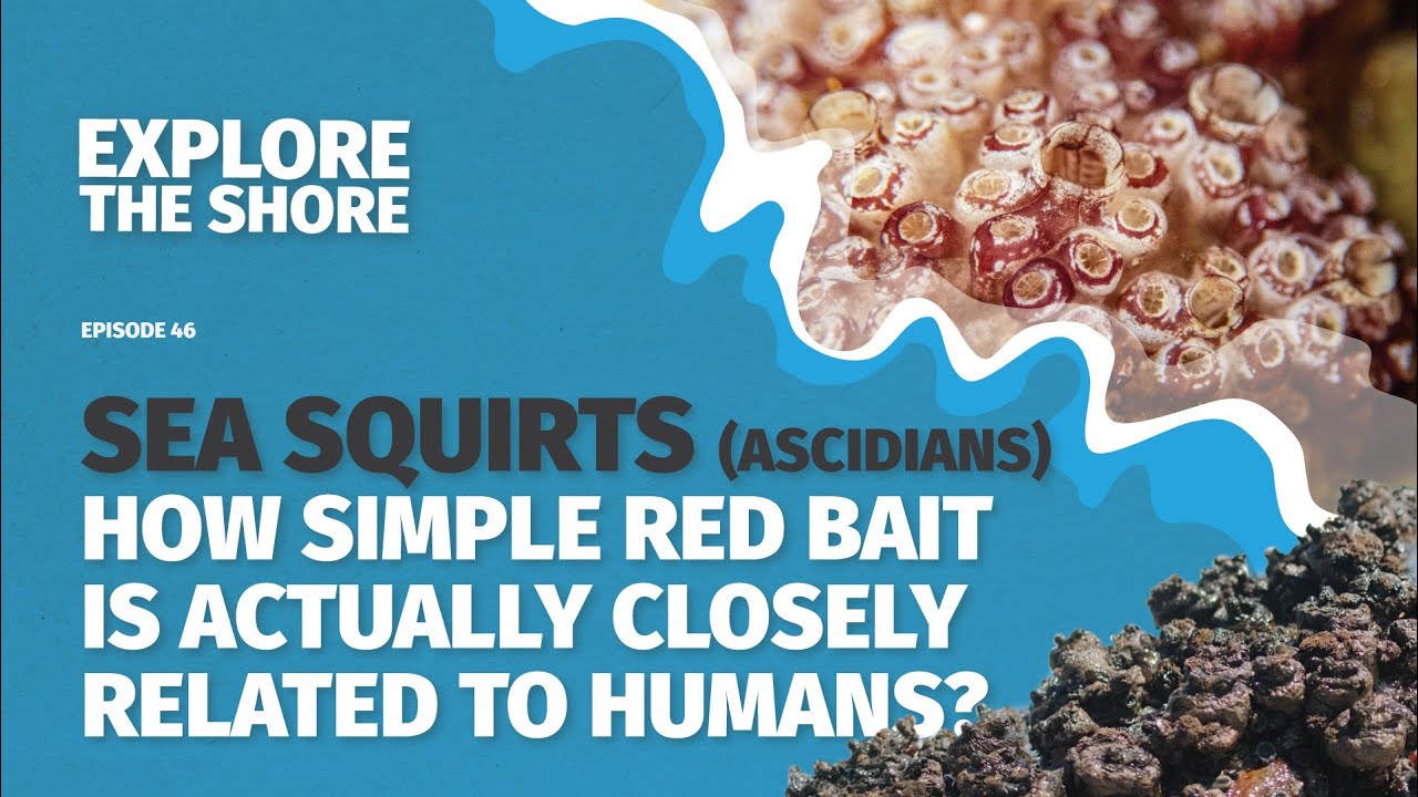 Sea Squirts (Ascidians) &ndash; How Is Red Bait Related to Humans?