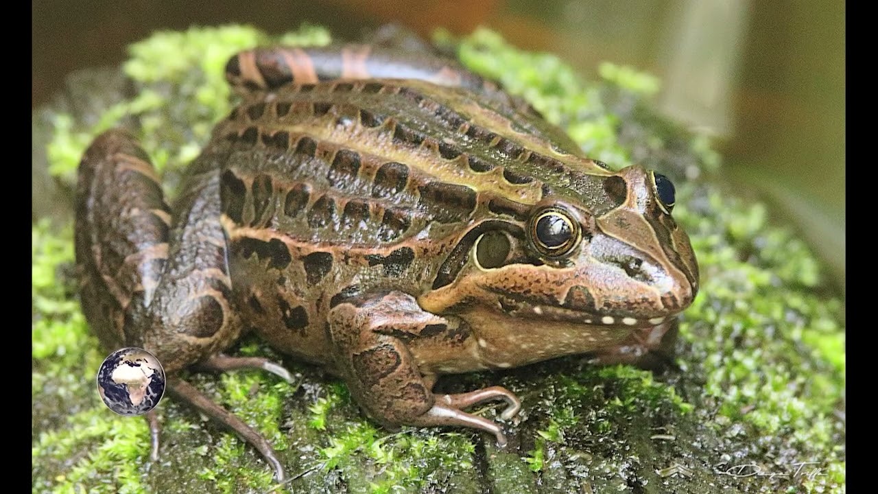 Rana Criolla Biodiversidad en Breve