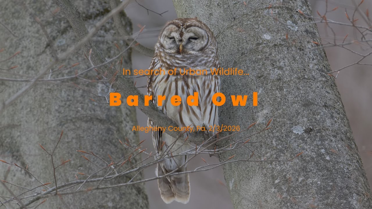 Barred Owl 2|3|2026