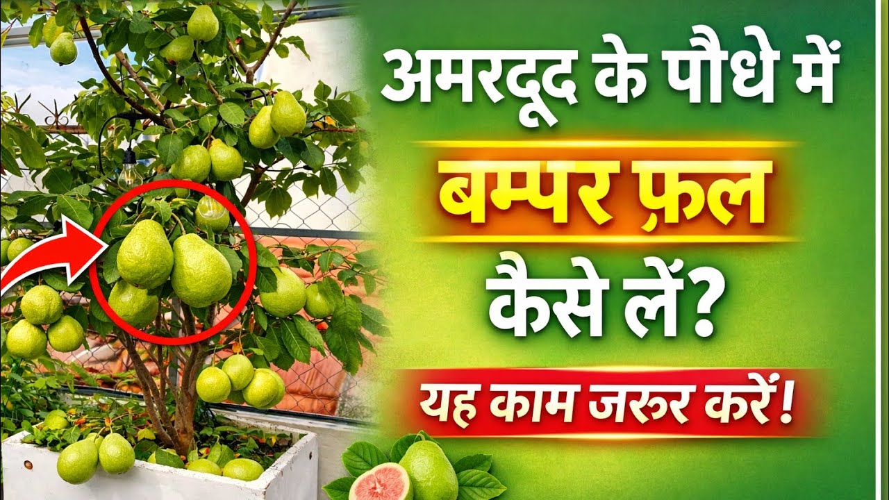 Red Diamond Guava में बम्पर फल कैसे ले इस ट्रिक से 