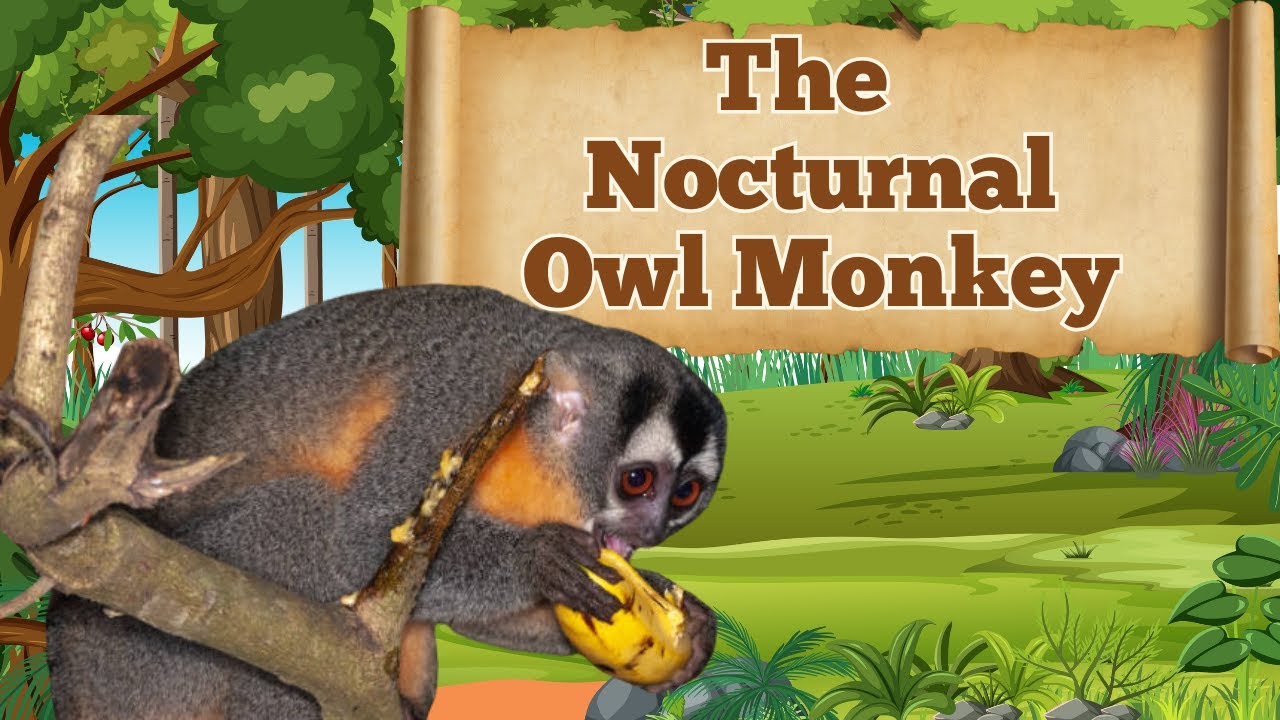 The ONLY Nocturnal Monkey on Earth!