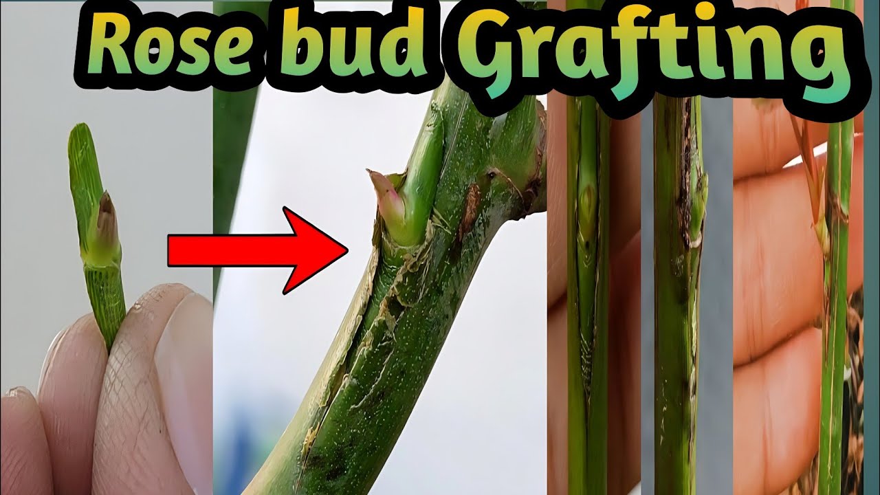 rose Grafting|Rose bud grafting| how to graft rose plant|Grafting rose| how to graft on roses