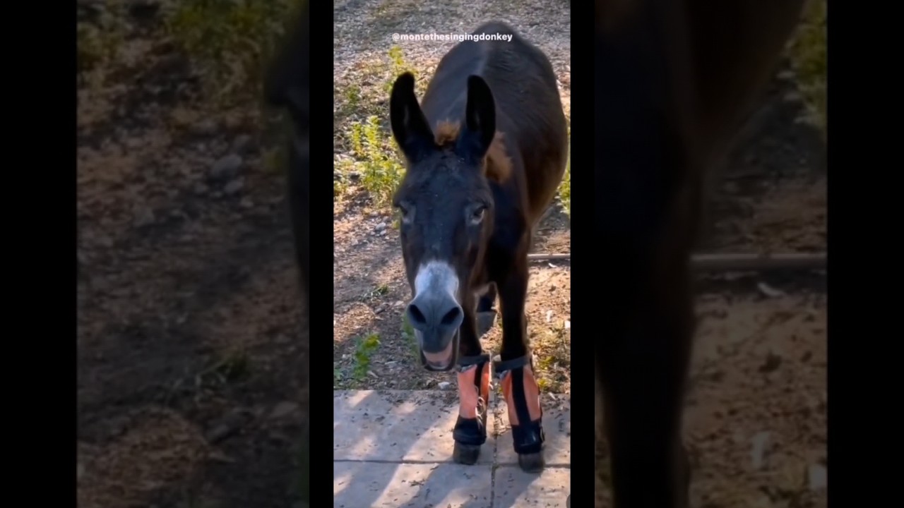 Donkey meme #funnyvideo #funnyshorts #memes #viral