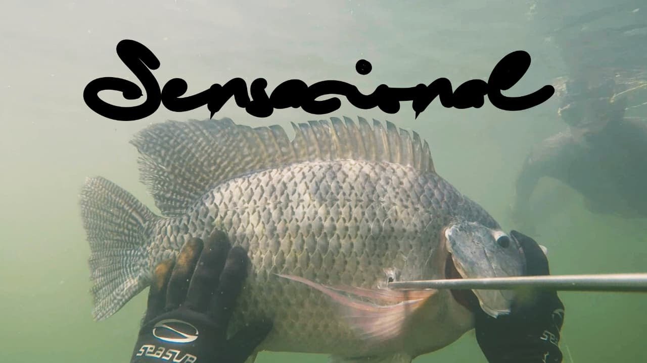 PESCA SUB - PESCARIA SENSACIONAL - THYAGO SUB - SPEARFISHING