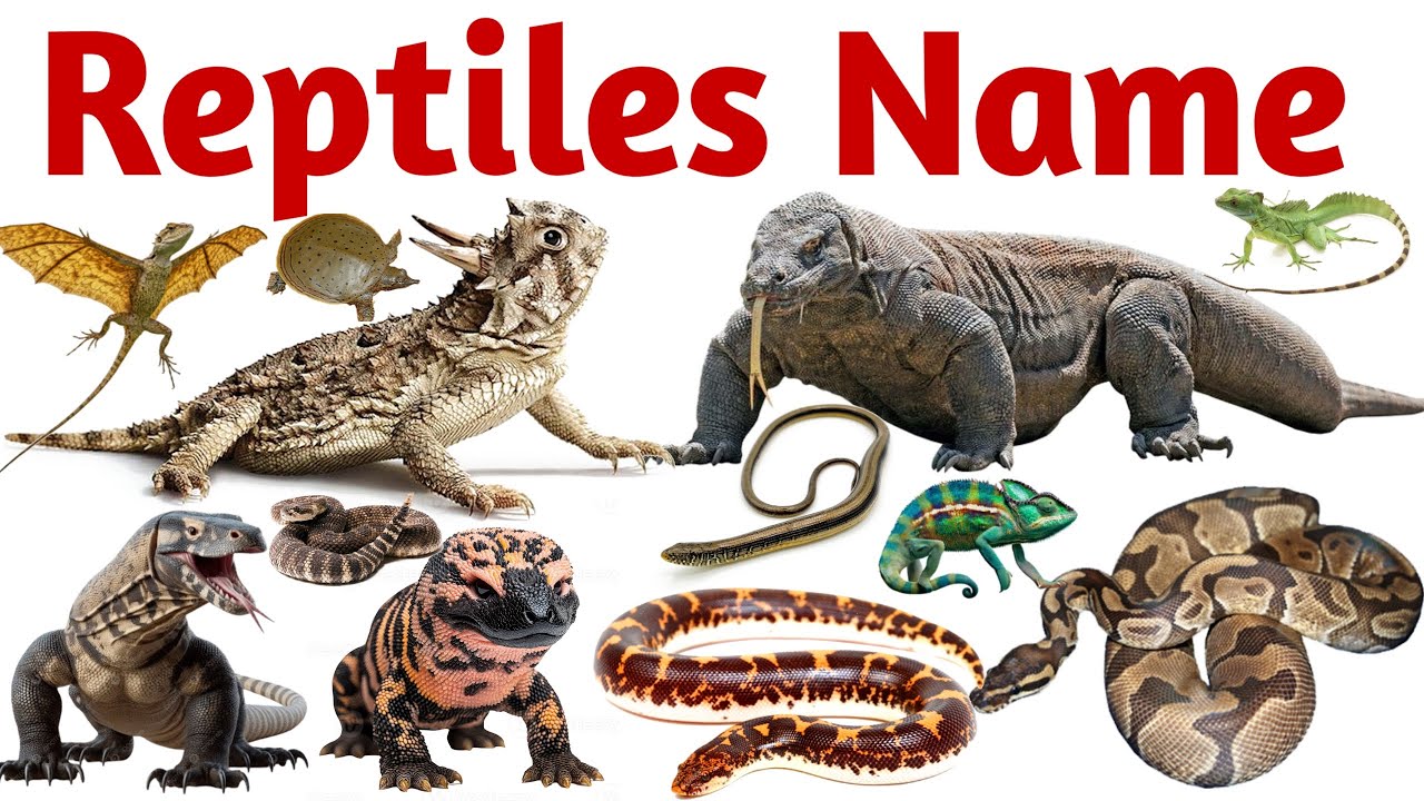 Reptile and Crawling Animals for Kids | Learn Snake, Lizard, Turtle Names in English and Hindi