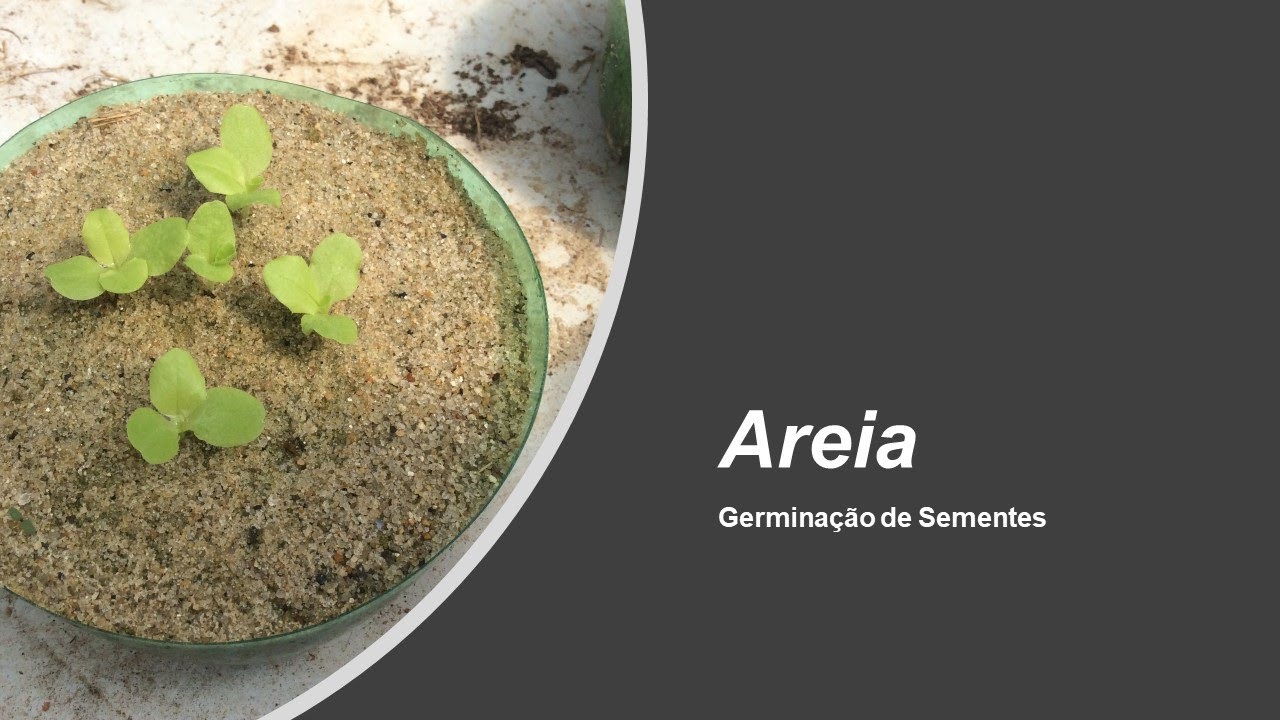 Germinação de Sementes na Areia - Parte 1 de 4