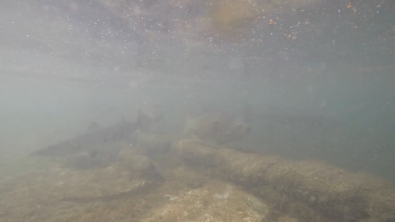 Theater of the Sea Islamorada Private Lagoon, Parrotfish and Barracuda!!!
