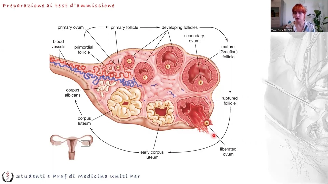 Anatomia e Fisiologia - Fisiologia Apparato Riproduttore Femminile