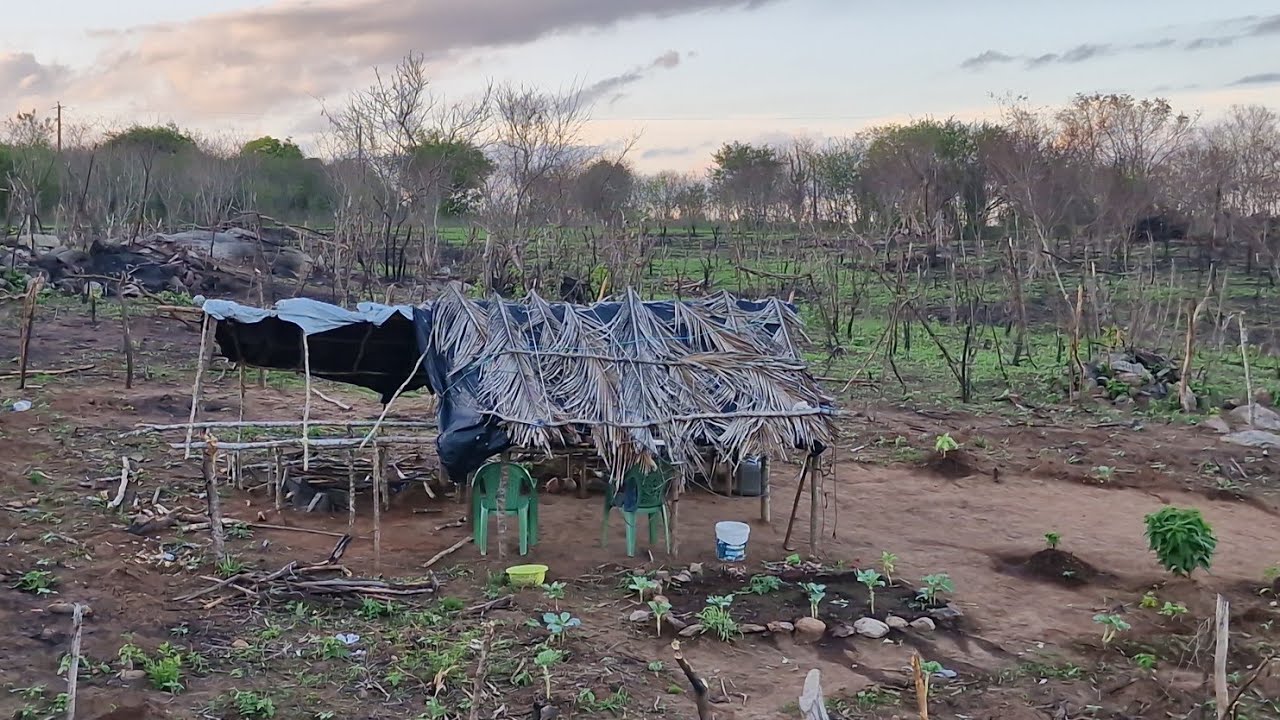 Uma incrível roça de feijão de corda couve na caatinga nordestina 