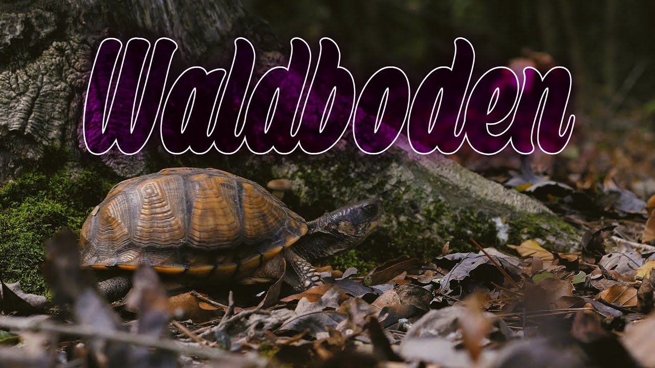 Waldboden 🍂 [1 Hour] 🍁