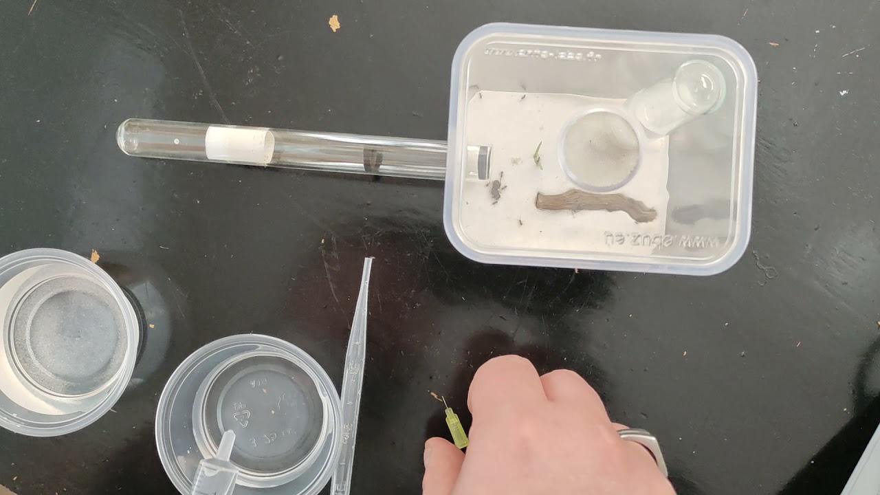 je vous présente notre kit fourmis Lasius Niger