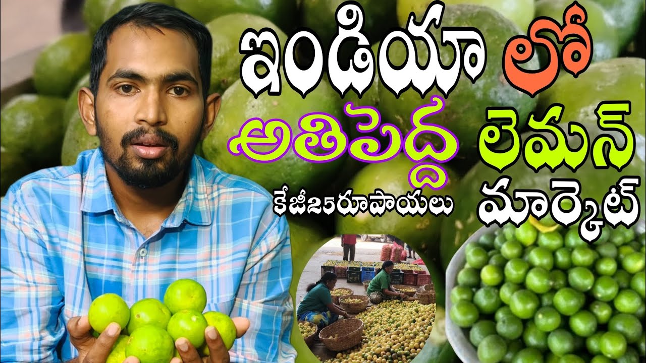 INDIA BIGGEST&LARGEST LEMON MARKET IN ELURU IN TELUGU #viral #yt#vlogs #india #market #telugu #trend